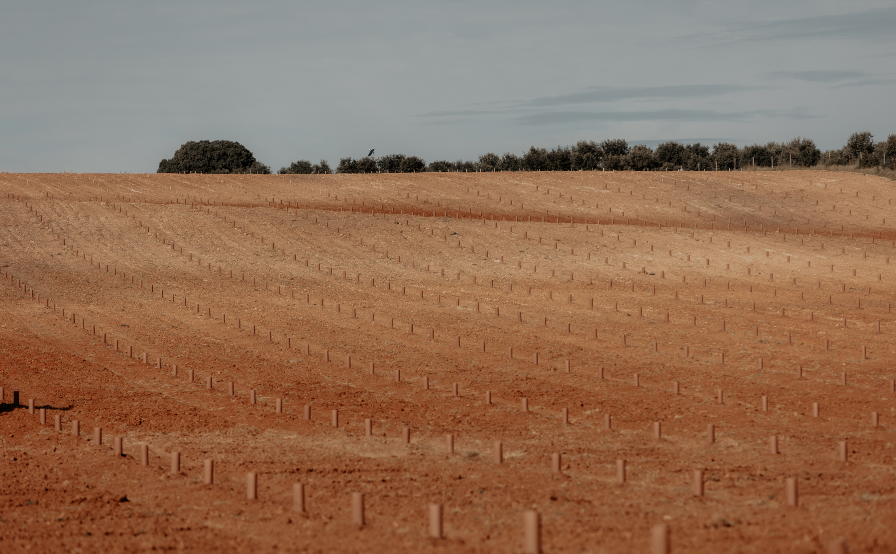 pura-trufa-gallery-1