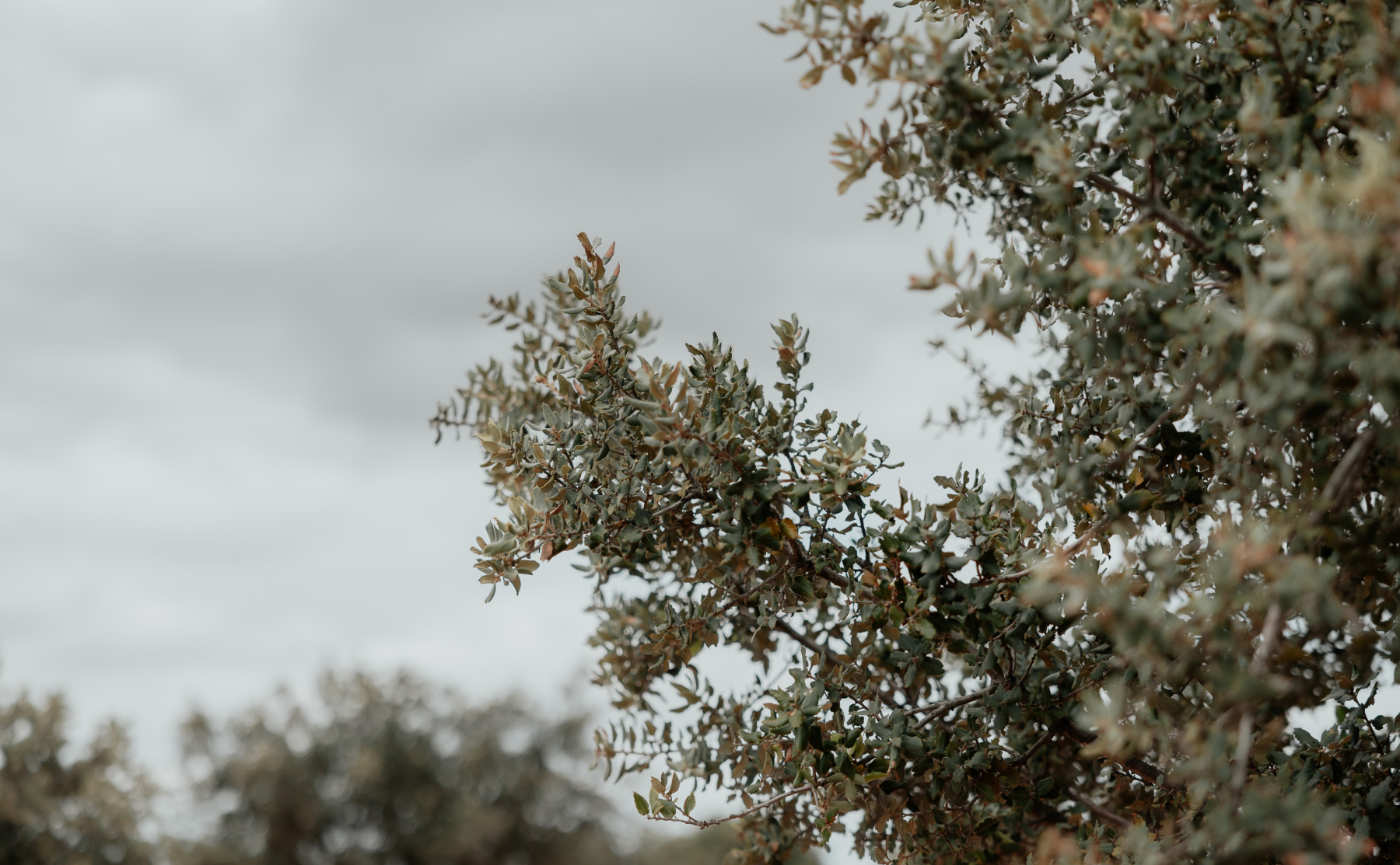 pura-trufa-gallery-3