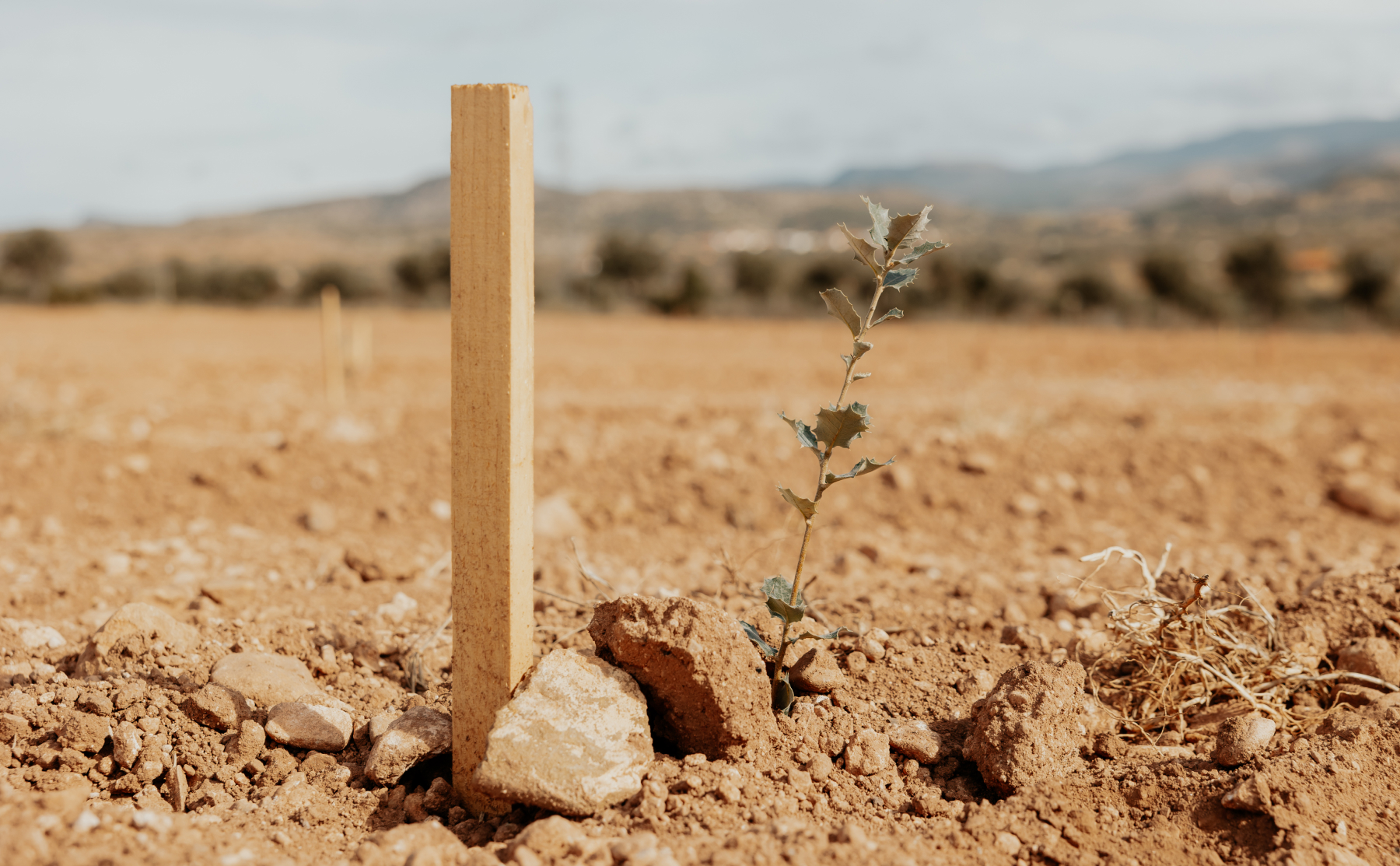 pura-trufa-gallery-4