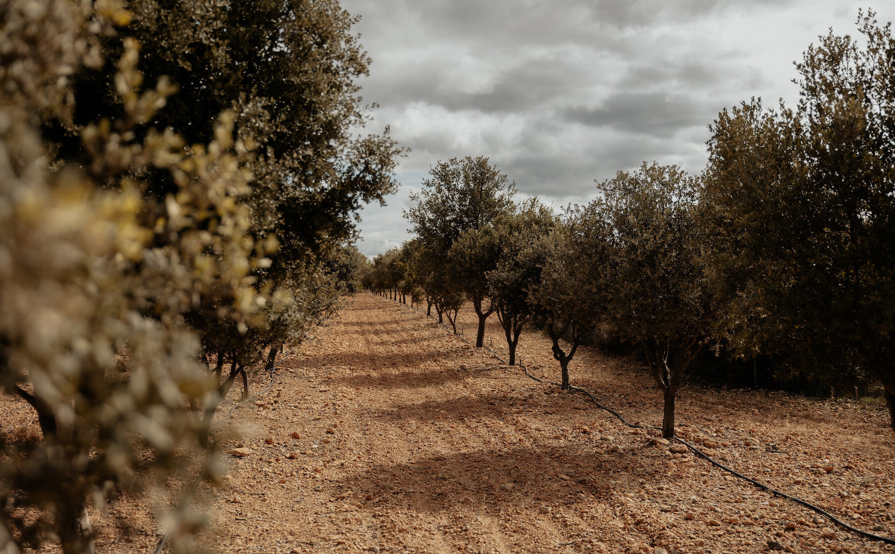 pura-trufa-paisaje-sarrion