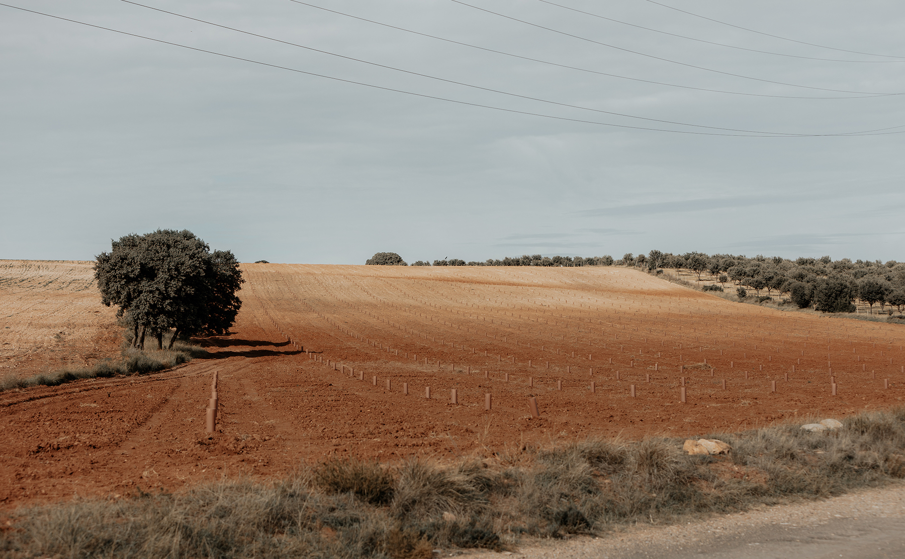 pura-trufa-paisaje-sarrion-2