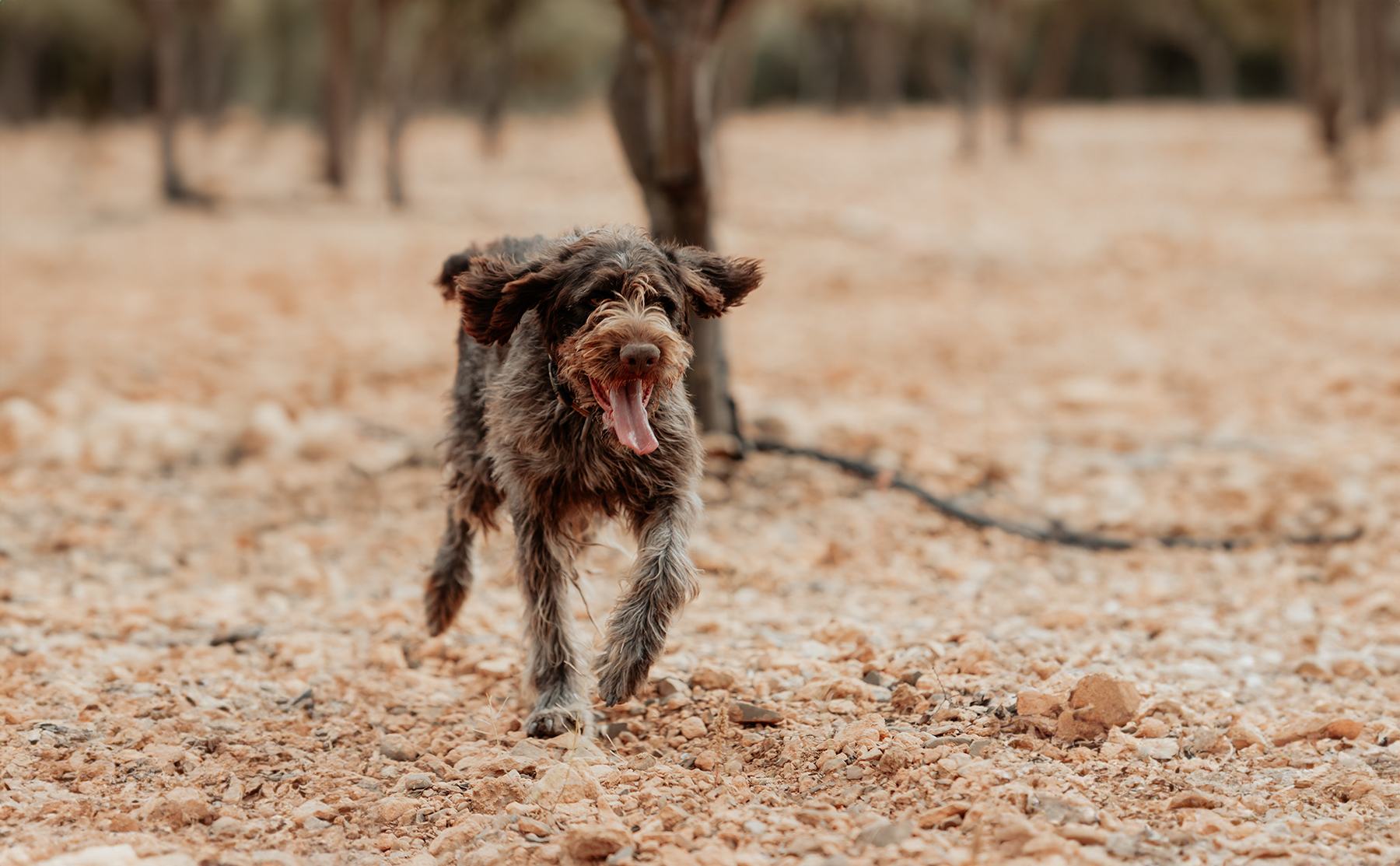 pura-trufa-perro-trufero