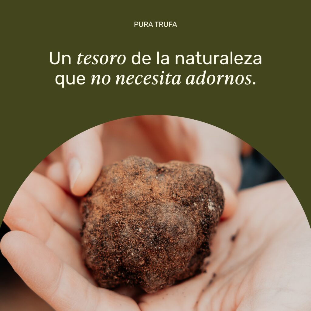 Trufa negra fresca sostenida en una mano, ingrediente gourmet de aroma intenso que da origen a los auténticos productos con trufa natural de Pura Trufa.