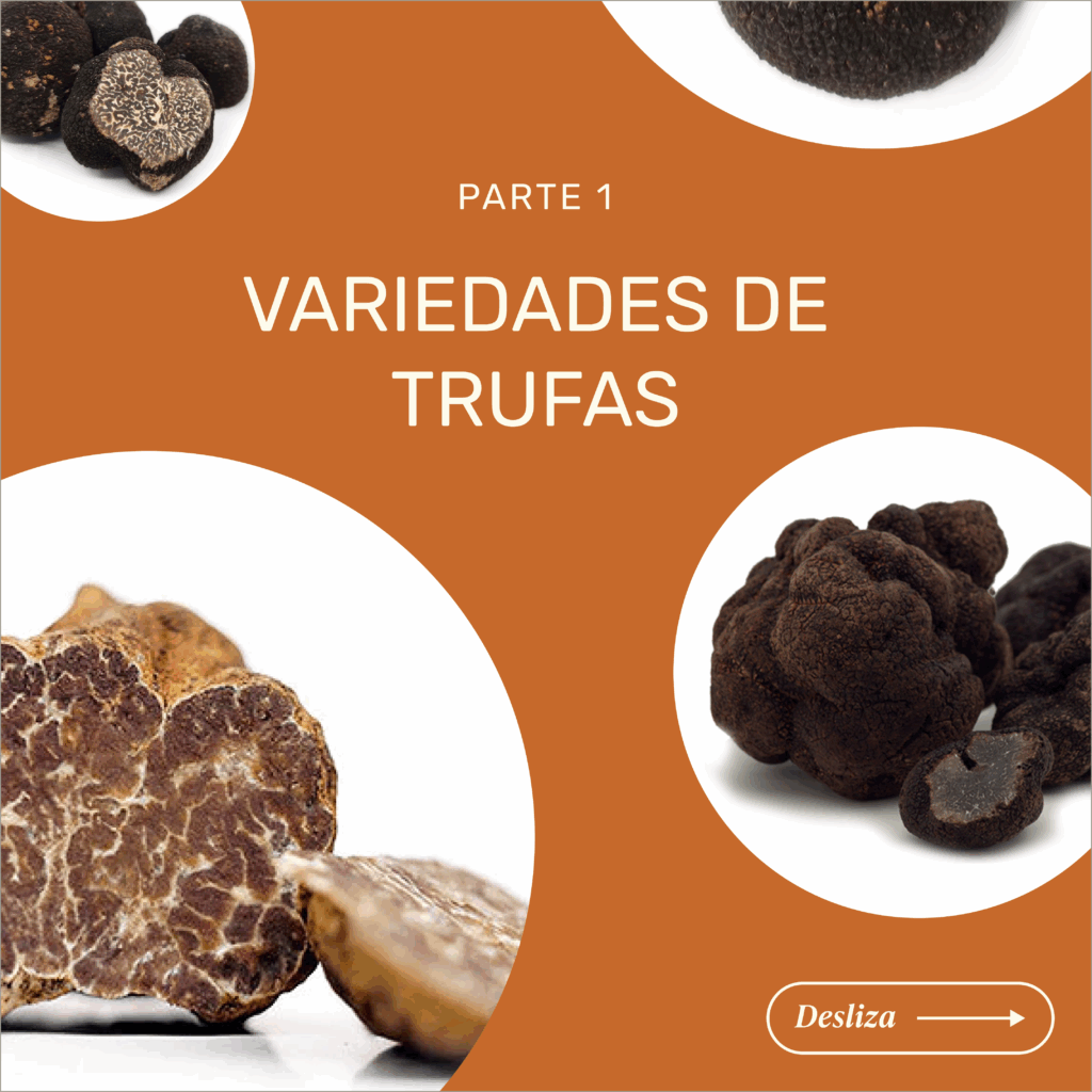 Variedades de trufas (Parte 1)
