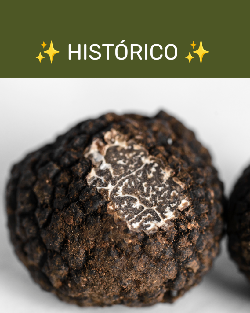 Trufa Negra de Teruel (Tuber melanosporum) celebrando el reconocimiento de la Indicación Geográfica Protegida (IGP), un hito histórico para la truficultura turolense.